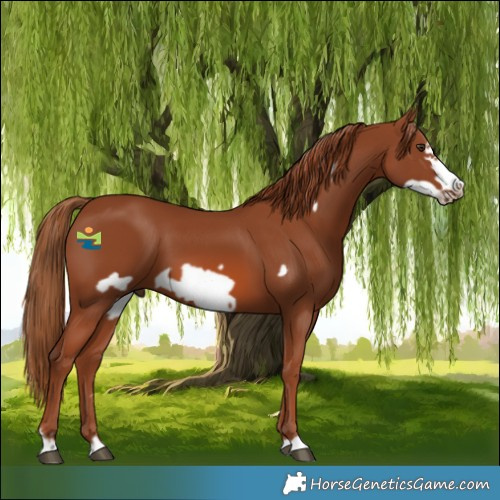 Horse Color:Chestnut Frame 