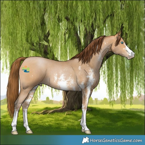 Horse Color:Gray Buckskin Pearl Sabino 