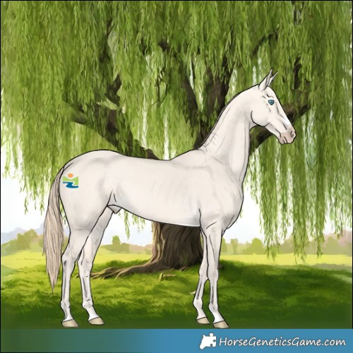 Horse Color:Perlino Dun Frame 