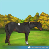 Horse Color:Liver Chestnut Tobiano 