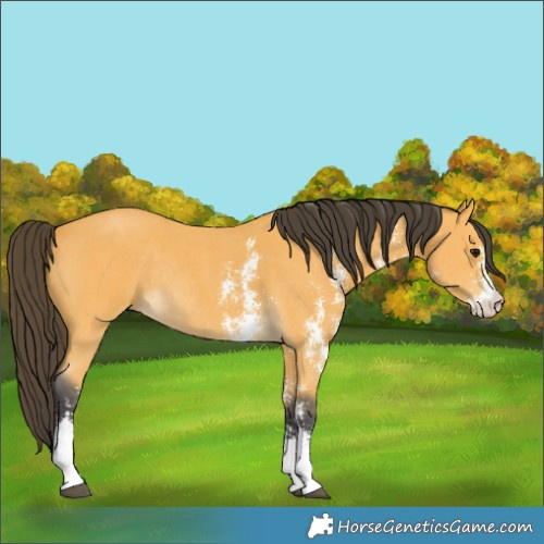 Horse Color:Buckskin Sabino Rabicano 