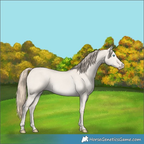 Horse Color:Smoky Creme Dun 