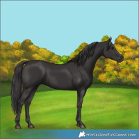 Horse Color:Smoky Black 
