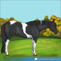 Horse Color:Black Tobiano Rabicano 