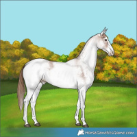Horse Color:White Spotted Chestnut Sabino