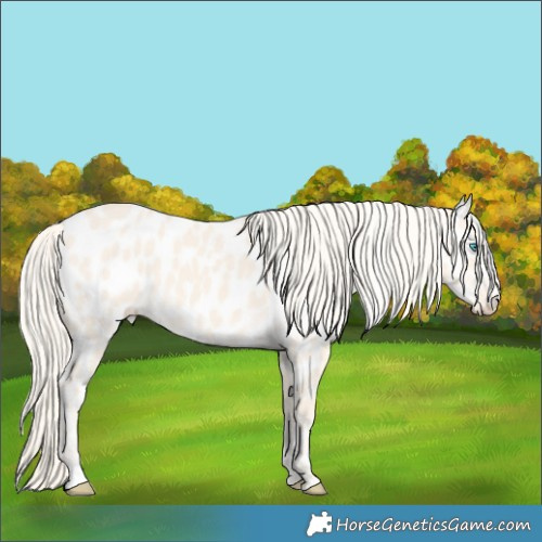 Horse Color:Cremello Dun Appaloosa 