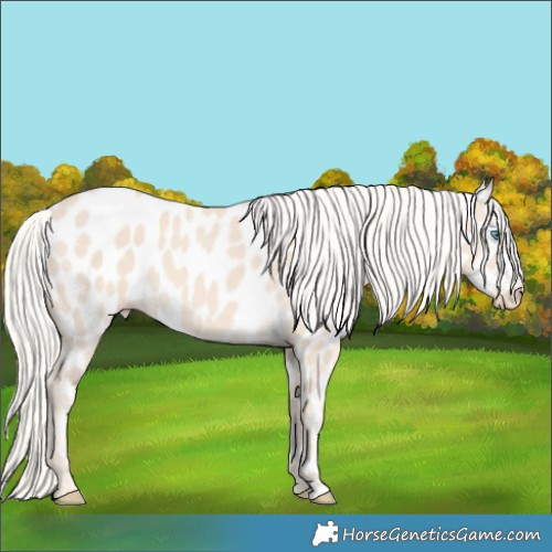Horse Color:Cremello Appaloosa 