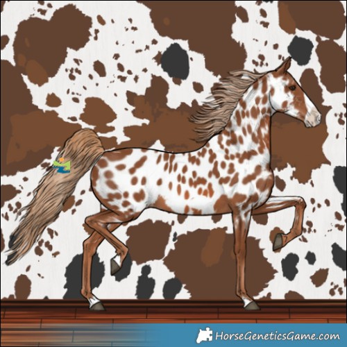 Horse Color:Chestnut Frame Near Leopard 