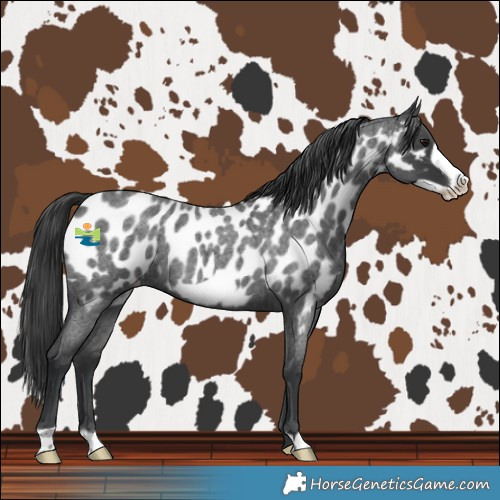 Horse Color:Blue Roan Frame Near Leopard 