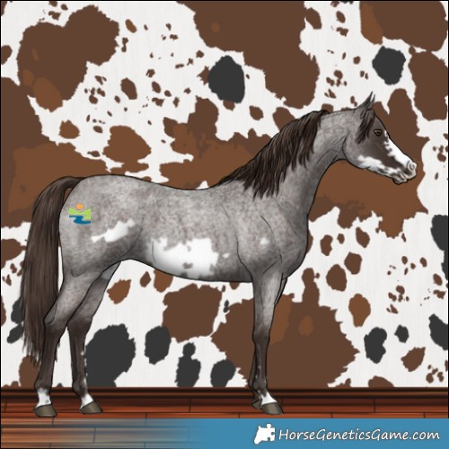 Horse Color:Liver Red Roan Frame 