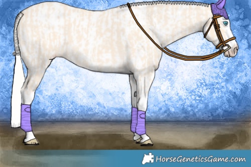 Horse Color:Cremello Splash  and Cremello Splash Appaloosa 