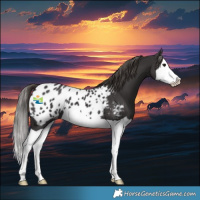 Horse Color:Smoky Black Splash Blanket 