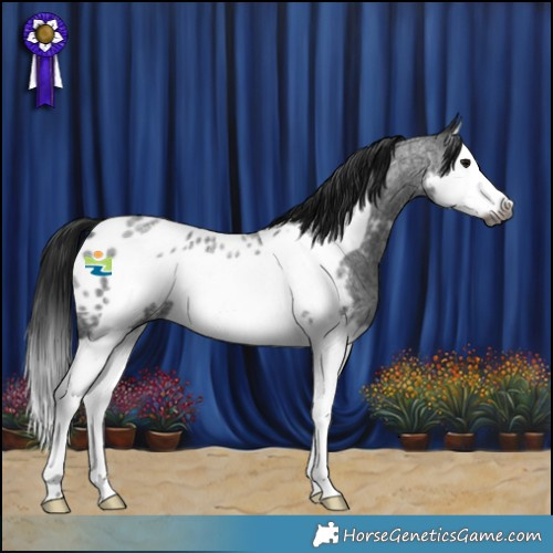 Horse Color:Gray Blue Roan Splash Frame Appaloosa 