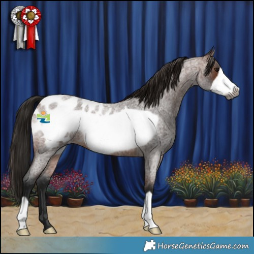 Horse Color:Gray Bay Roan Frame Appaloosa 