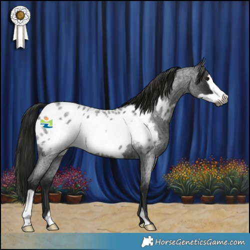 Horse Color:Gray Smoky Blue Roan Frame Appaloosa 