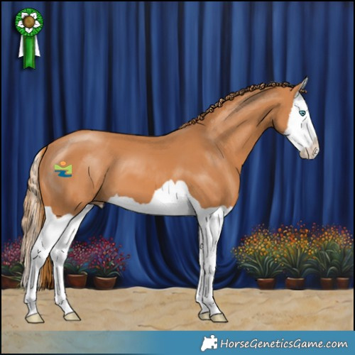 Horse Color:Chestnut Splash 