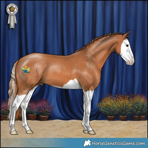 Horse Color:Chestnut Splash 