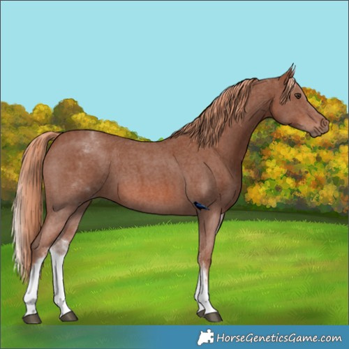 Horse Color:White Spotted Chestnut Sabino 