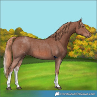 Horse Color:White Spotted Chestnut Sabino 