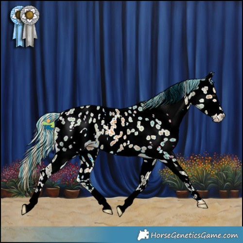 Horse Color:Painted White Spotted Palomino Appaloosa 