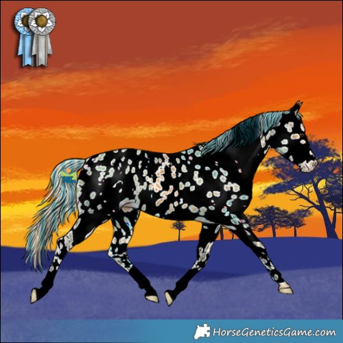 Horse Color:Painted White Spotted Palomino Near Leopard 