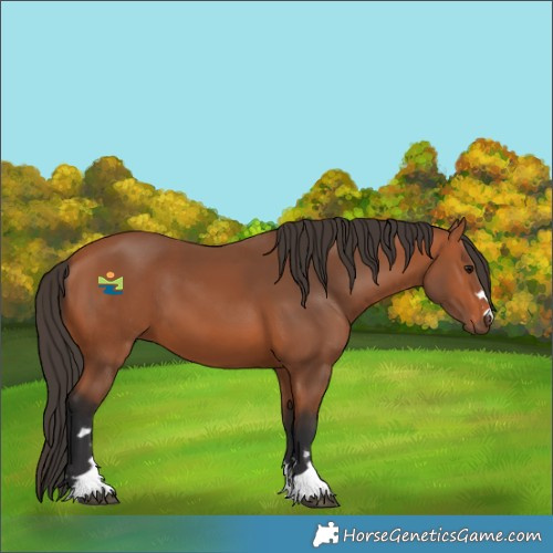Horse Color:Bay 