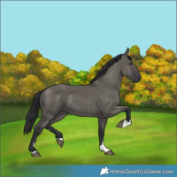 Horse Color:Grullo 