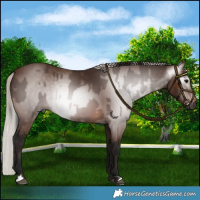 Horse Color:Gray Bay  and Gray Silver Bay 