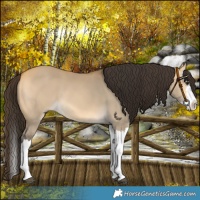 Horse Color:Buckskin Dun Splash