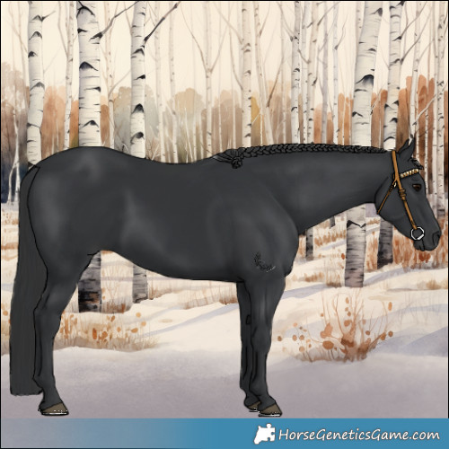 Horse Color:Black 