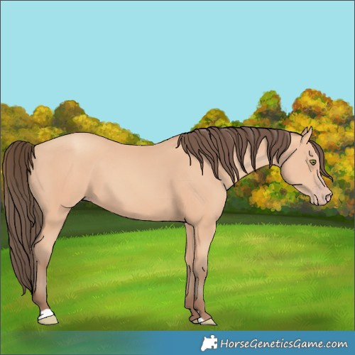Horse Color:Amber Champagne