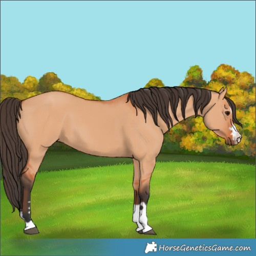 Horse Color:Bay Dun 