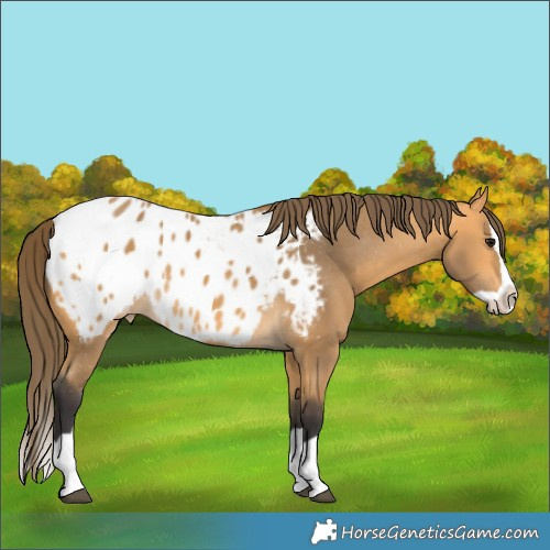 Horse Color:Buckskin Splash Appaloosa 