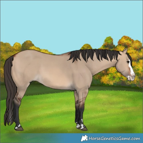 Horse Color:Bay Dun Splash 