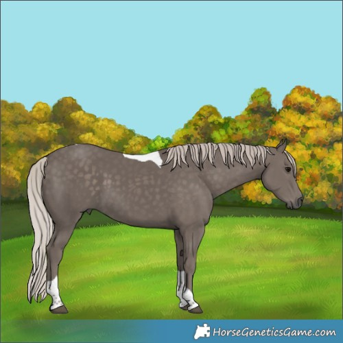 Horse Color:Silver Black Tobiano 