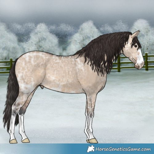 Horse Color:Bay Ice Dun 