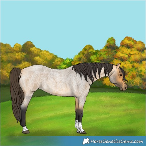 Horse Color:Buckskin Roan Tobiano 