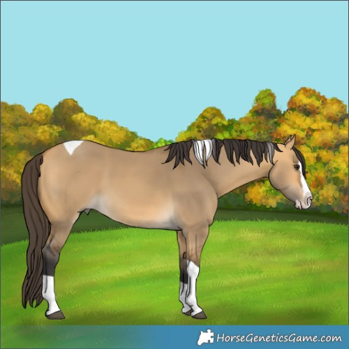 Horse Color:Buckskin Dun Splash Tobiano 