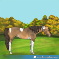 Horse Color:Buckskin Tobiano