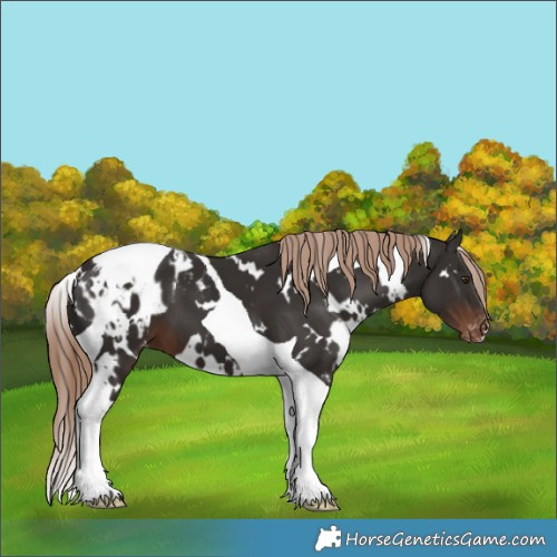Horse Color:White Spotted Liver Chestnut Tobiano Appaloosa 