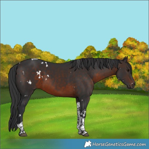 Horse Color:White Spotted Brown Tobiano 