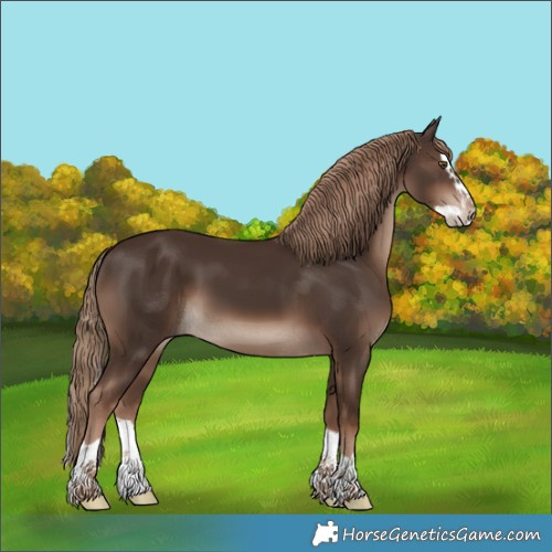 Horse Color:Liver Chestnut Splash 