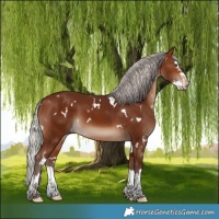 Horse Color:White Spotted Silver Brown Splash 