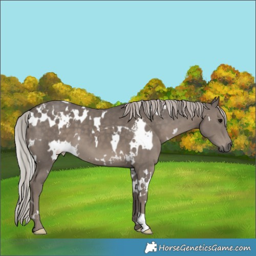 Horse Color:White Spotted Silver Black