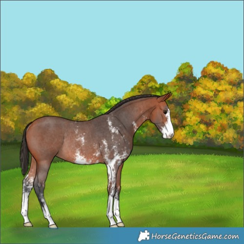Horse Color:Bay Sabino Rabicano 
