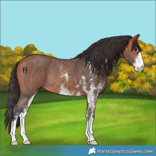 Horse Color:Bay Sabino Rabicano 