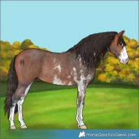 Horse Color:Bay Sabino Rabicano 