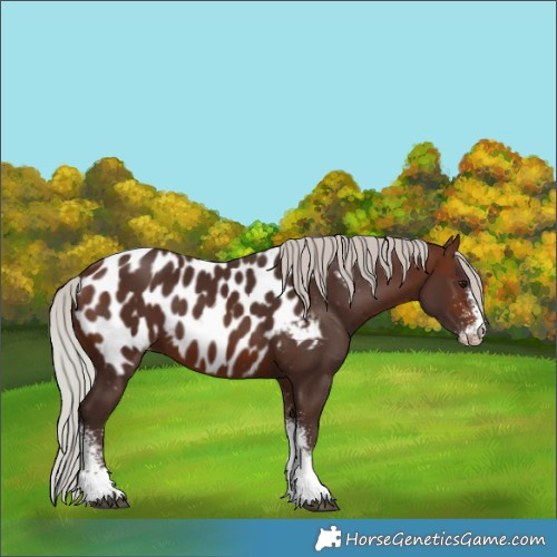 Horse Color:White Spotted Silver Brown Tobiano Blanket