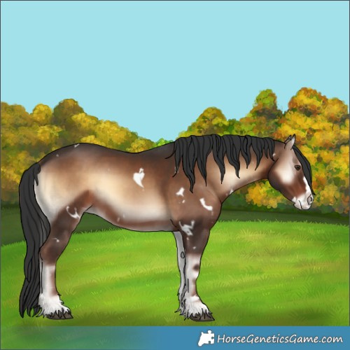 Horse Color:White Spotted Liver Red Onyx Splash 