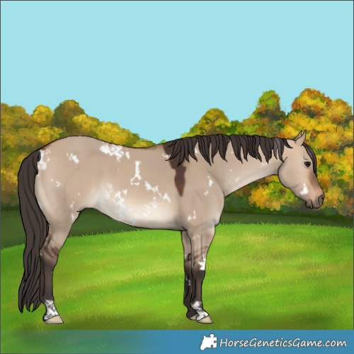 Horse Color:White Spotted Bay Dun 